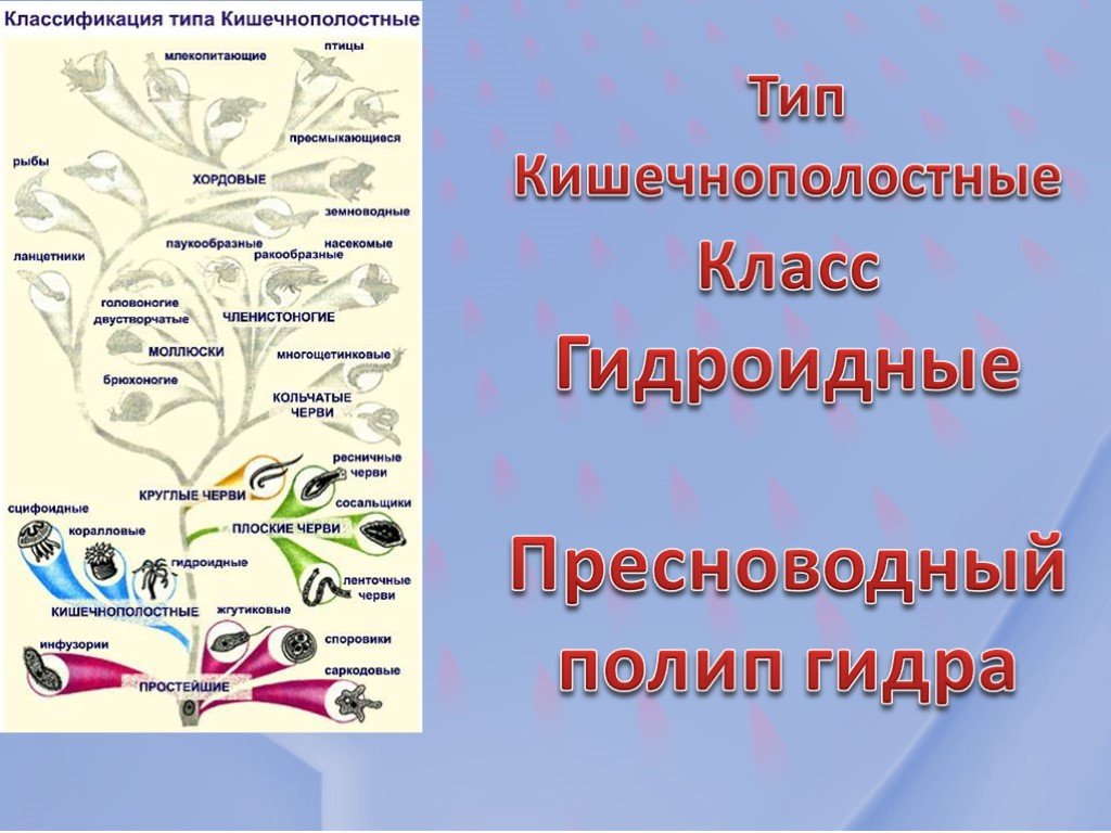 Кракен сайт маркетплейс ссылка