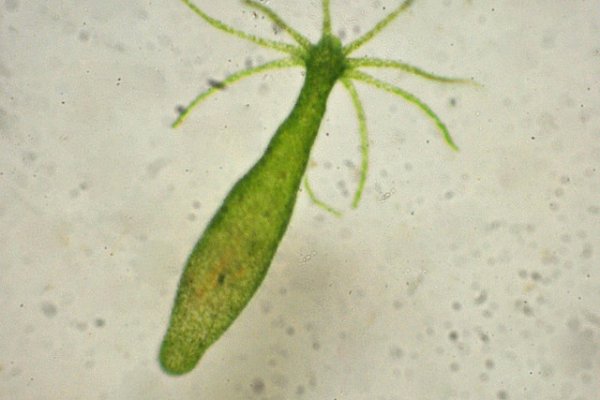 Кракен как попасть