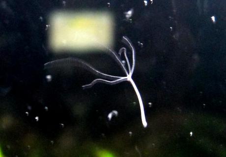 Кракен ссылка тор браузер